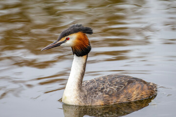 great crested grebe