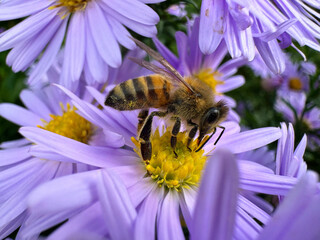 bee on a flower
Biene auf Blüte 