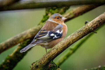 chaffinch on a branch
