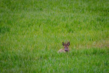 deer in grass