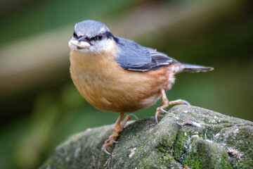 nuthatch