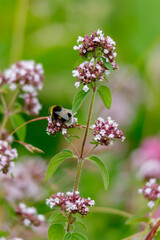 bee on a flower