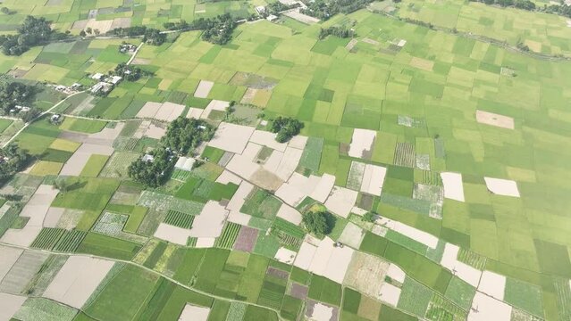 Aerial view of paddy/ rice fields. 4k