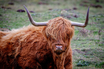 scottish highland cow