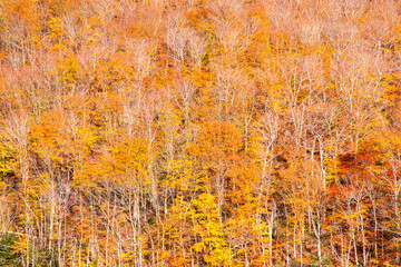 Autumn forest. Trees with colored leaves. Yellow, red, orange leaves on the trees. Autumn weather. Background with free space, area. Abstract image.