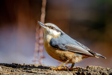 nuthatch