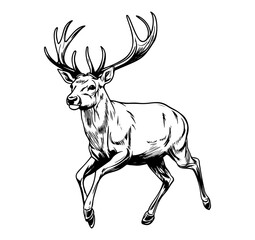 Deer on a white background. Vector silhouette svg illustration.