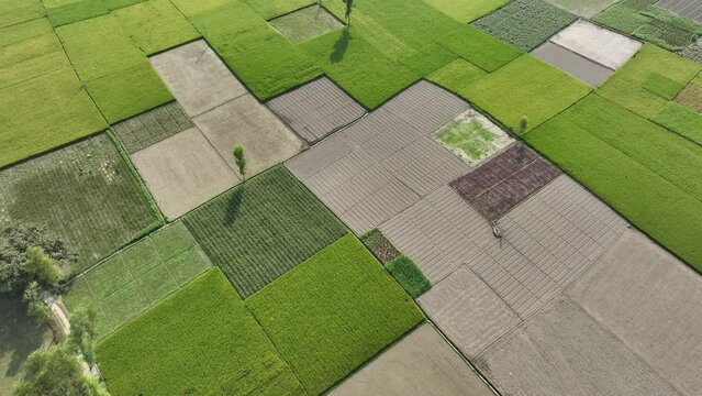 Aerial view of agriculture field . 4k