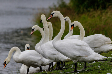 mute swan cygnus olor