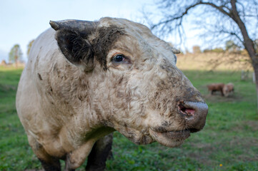 A light brown bull with horns in a free field.