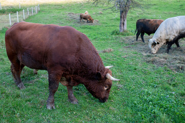 A light brown bull with horns in a free field.