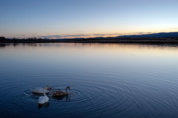Fototapeta premium white swans at sunrise under colorful sky