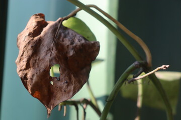 Dry leaf of money plant with blue background 