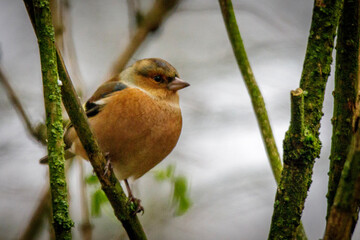 chaffinch on a branch