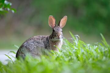 Grey small hare eating grass on summer field. Wild rabbit in nature