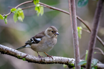 bird on a branch