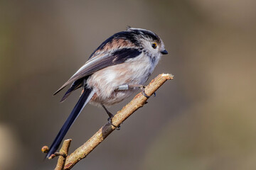 long tailed tit
