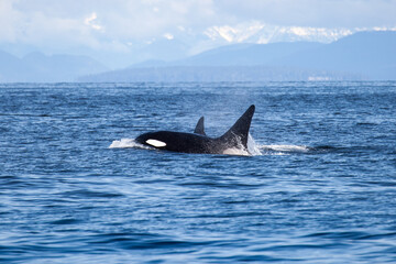 group of orcas drifting in the Strait of Georgia, seen while a whale watching tour in Vancouver BC.