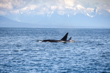 Group of orcas hunting in the Strait of Georgia, seen while a whale watching tour in Vancouver BC.