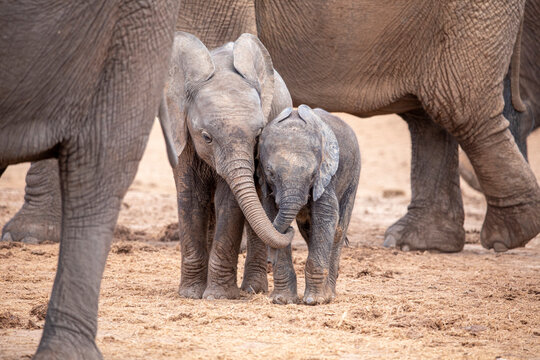 Sibling love - two cute young elephants hugging each other with their trunks, photo taken a Addo Elephant Nationalpark