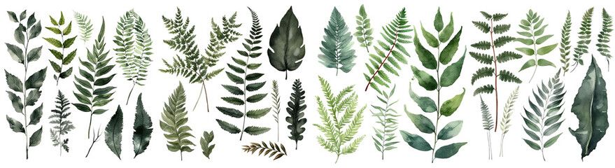 Set of Fern decorate watercolor collection of hand drawn, Fern elegant watercolor illustration , Fern Leaf isolated transparent background, PNG - obrazy, fototapety, plakaty