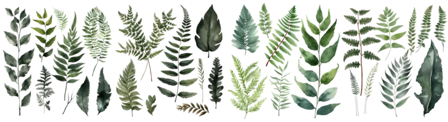 Deurstickers Set of Fern decorate watercolor collection of hand drawn, Fern elegant watercolor illustration , Fern Leaf isolated transparent background, PNG © HappyTime 17