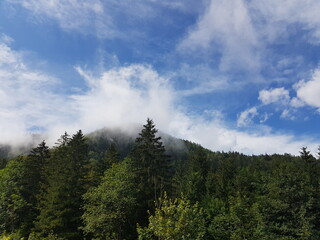 Hilly forest landscape with blue sky