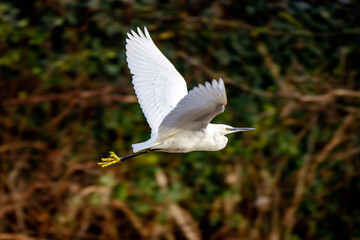 egret in flight
