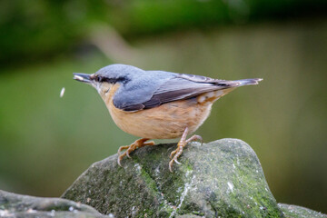 nuthatch on a branch