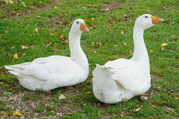 White Geese sitting in grass