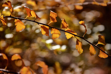  twig with yellow leaves against the background of a park