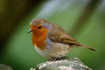 robin on a branch