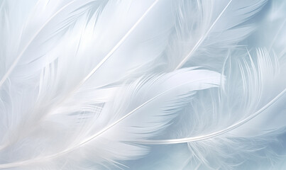 White feathers on a soft blue background. Close-up. For design.