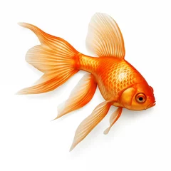 Fotobehang gold fish isolated on white © Mikołaj Rychter