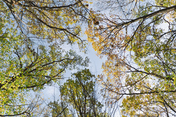 Fall in the forest. Forest autumn in sunny autumn weather, autumn landscape, autumn trees.