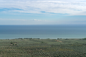 Olive groves, Gargano National Park, Apulia, Italy