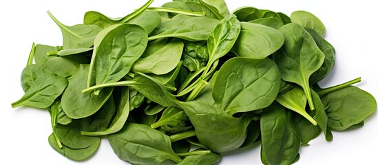 In the spring baby spinach leaves add a vibrant burst of green to any dish be it a refreshing salad or a nutritious pasta giving it a healthy diet friendly spin Whether used as a background - obrazy, fototapety, plakaty