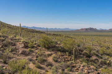 Fototapeta na wymiar Saguaros in Saguaro national park