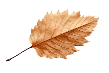 autumn leaf isolated on white