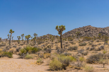 Joshua tree national park