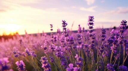 Naklejka premium plant natural flower background serene illustration summer beauty, flora petal, garden beautiful plant natural flower background serene