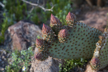 Beavertail Cactus, close-up
