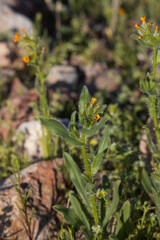 Cryptantha, small orange desert flowers