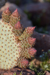 Beavertail cactus close-up