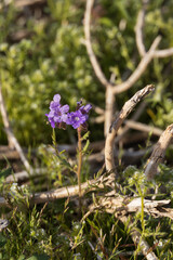 Phacelia, purple wildflowers in the desert