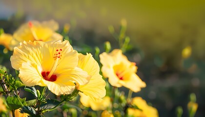 Hibiscus flower in field with blur background
