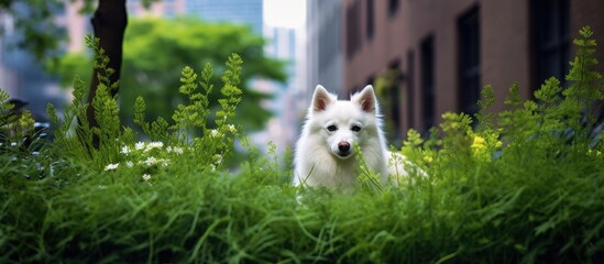 In the city amidst the hustle and bustle a white dog explores a serene and vibrant garden filled...