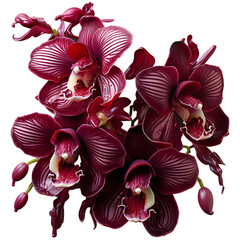 red orchid