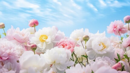 Fototapeta na wymiar petal soft flower background tranquil illustration springtime copy, delicate ity, japan floral petal soft flower background tranquil