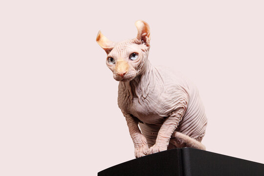 Gato esfinge
